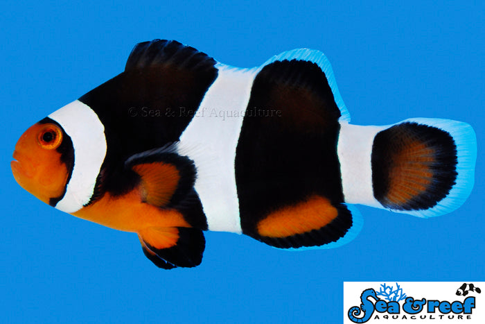 Black Photon Clown