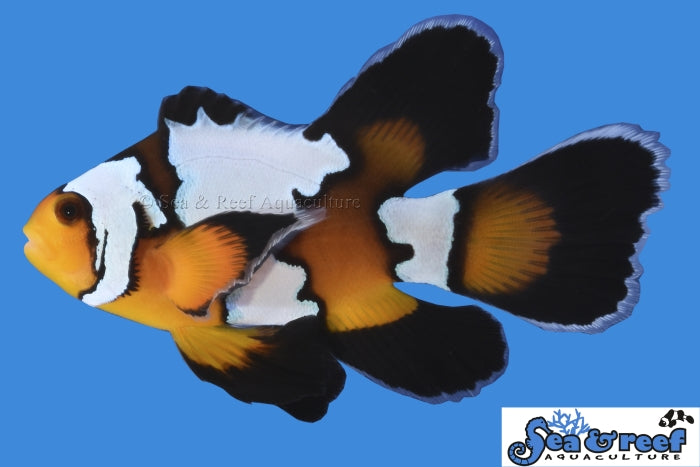 Longfin Black Ice Clown
