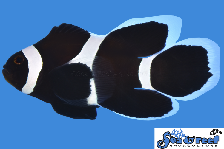 Longfin Darwin Clownfish