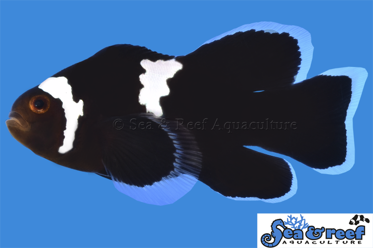 Longfin Midnight Lightning Clown