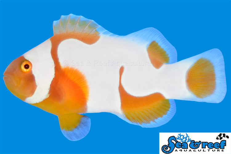 Tangerine Albino Picasso Clown