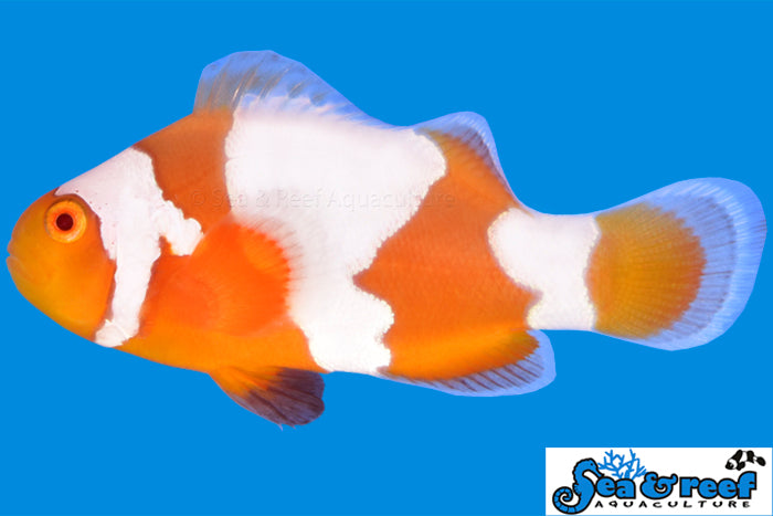 Tangerine Albino Snowflake Clownfish