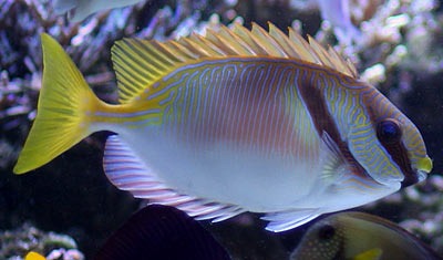 Scribbled Rabbitfish