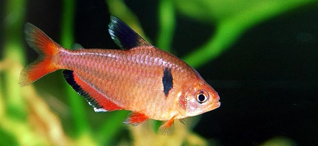 Serpae Tetra