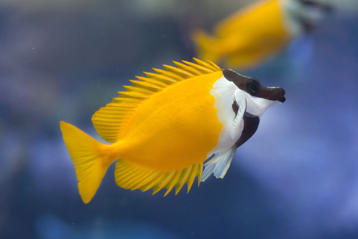 FoxFace Yellow