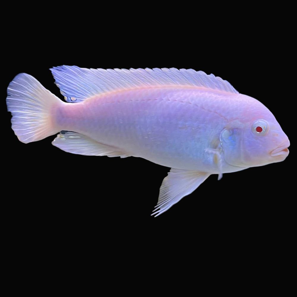 Snow White Mbuna