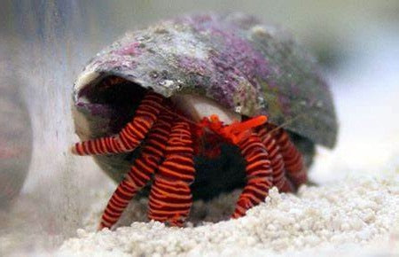 Halloween Hermit Crab