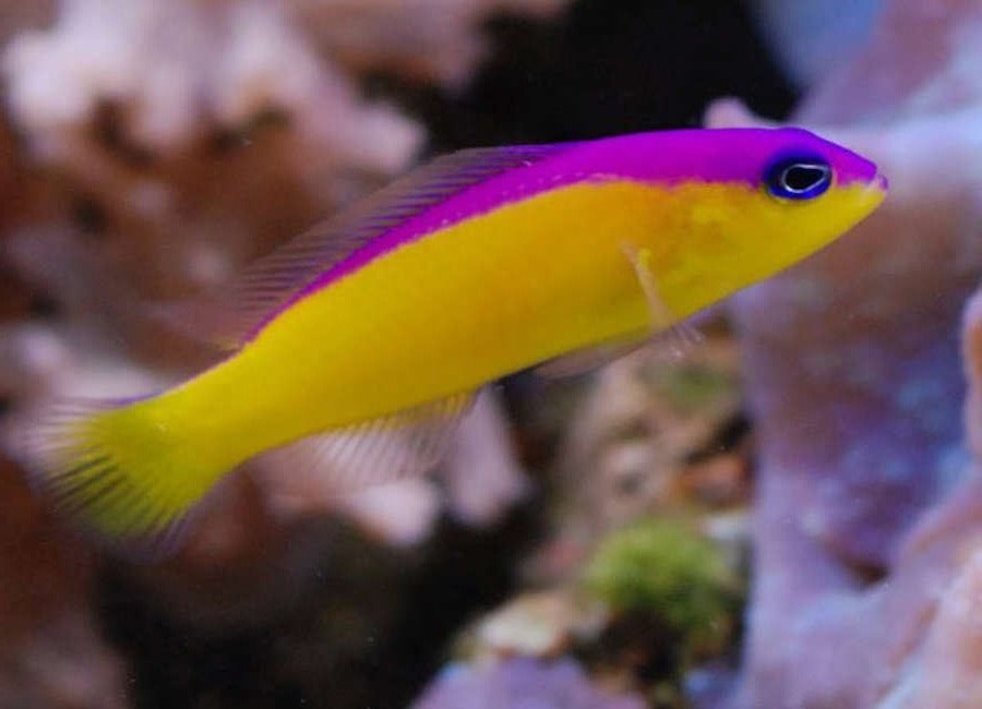 Purple Stripe Dottyback