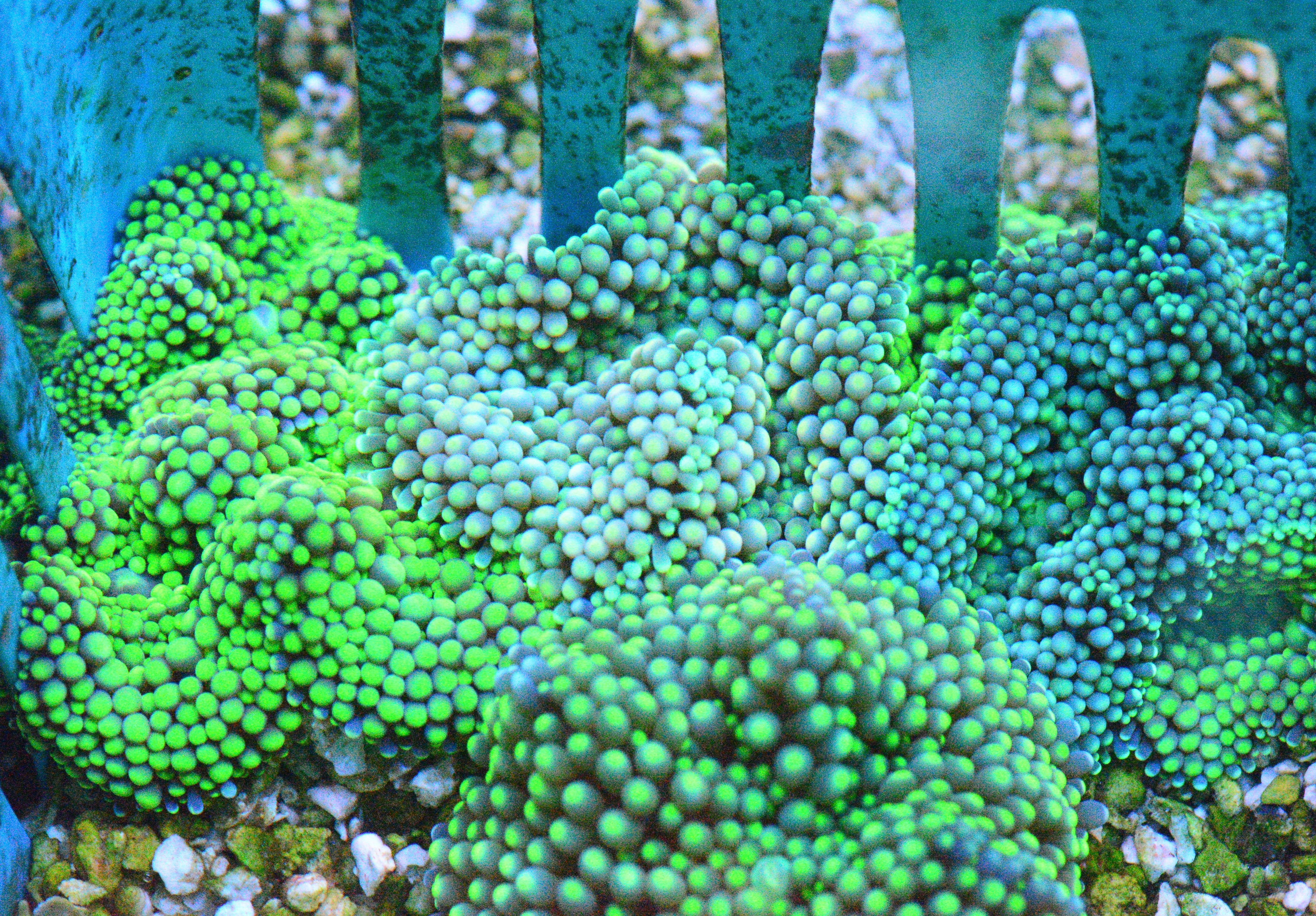 Ricordea mushroom Florida