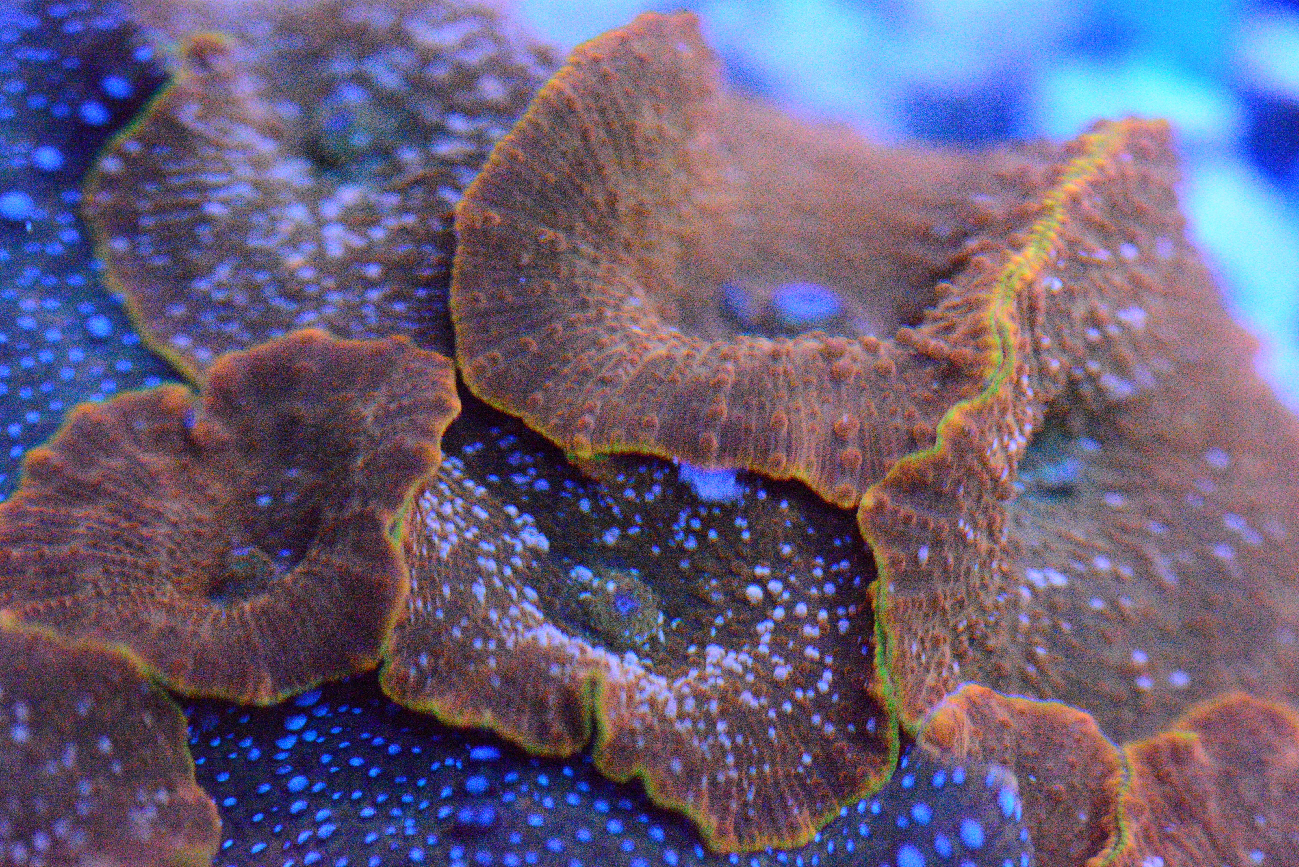 Speckled Orange Discosoma
