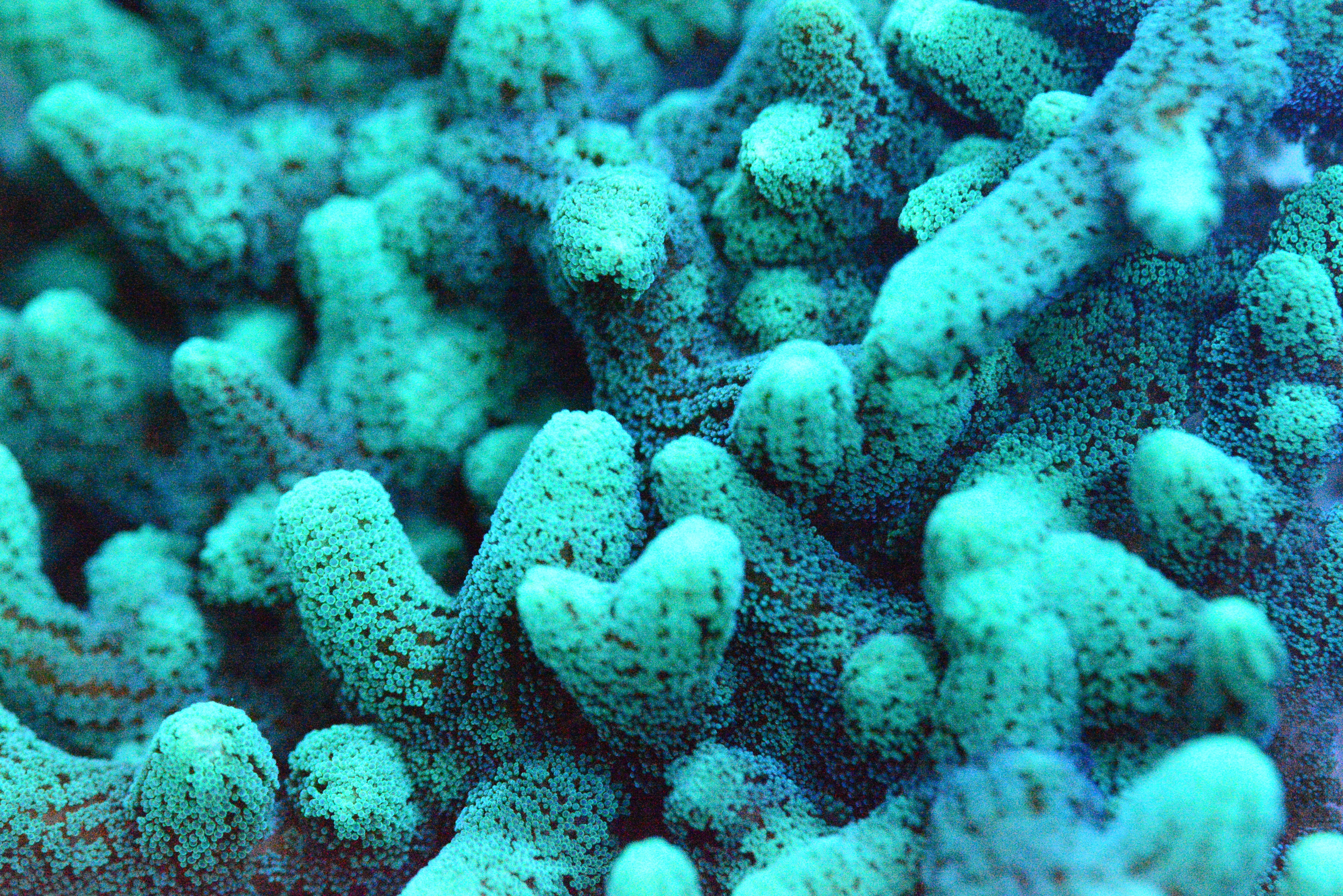 Green Tip Orange Birdsnest Frag