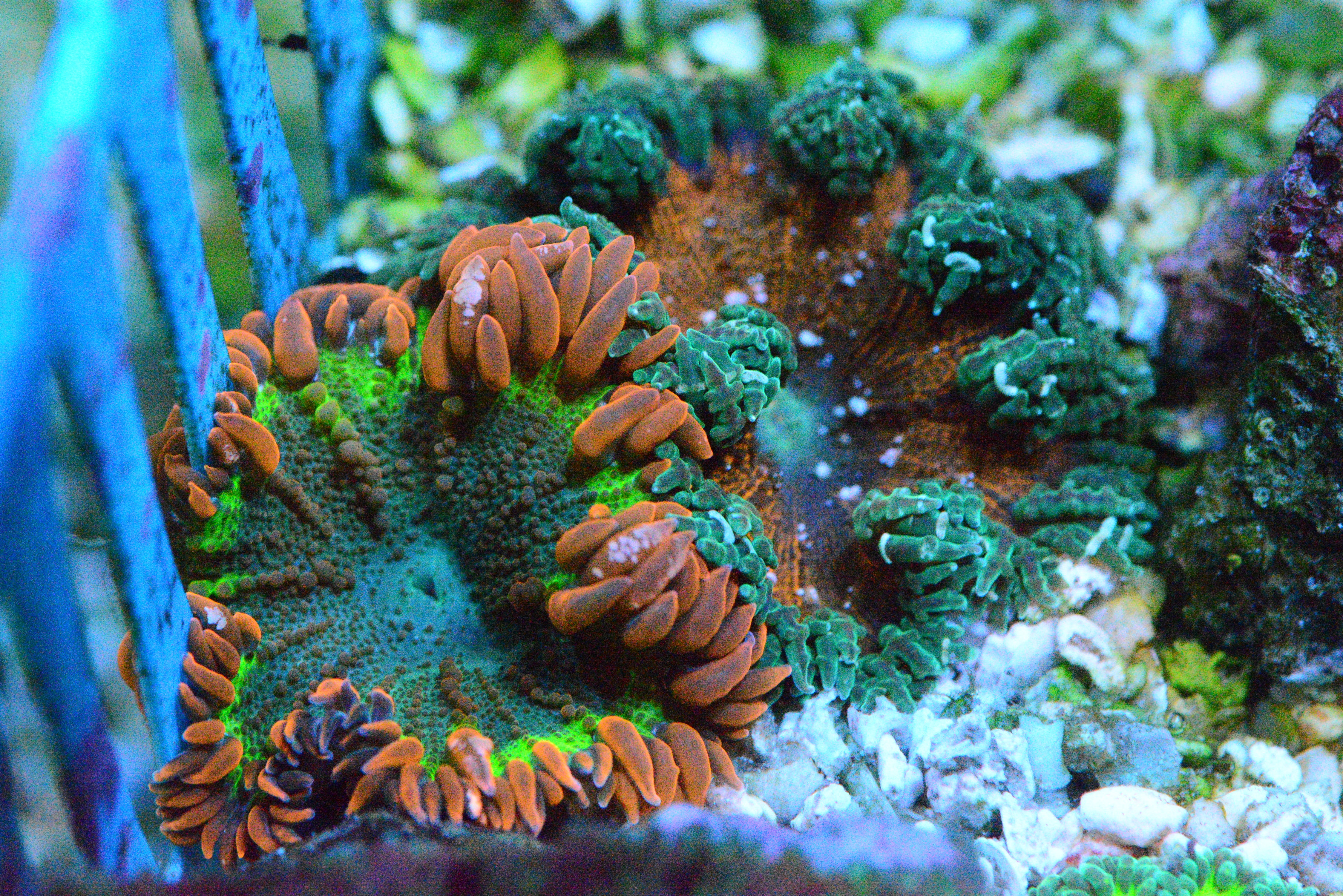 Ultra Flower Rock Anemones