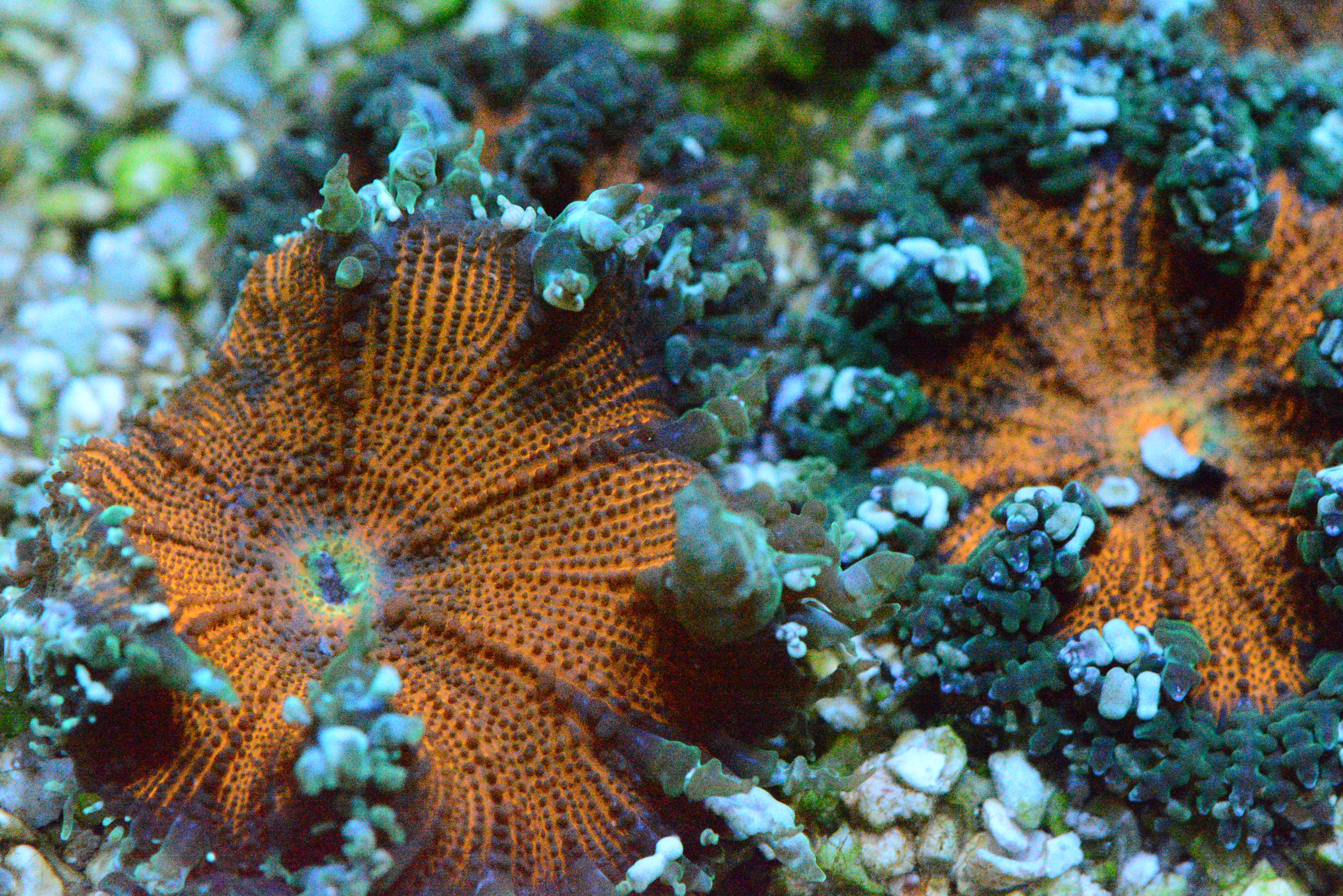 Ultra Flower Rock Anemones