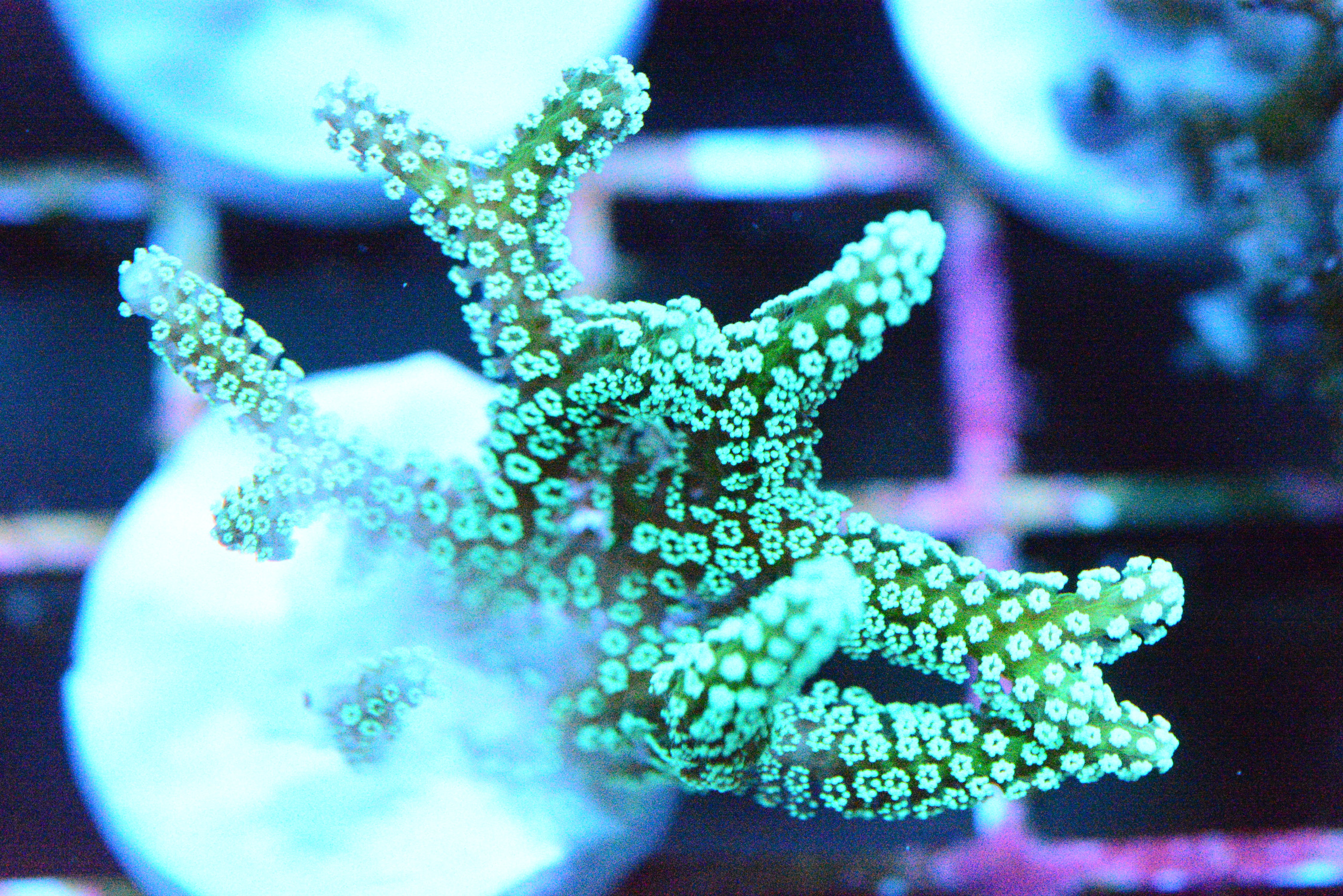Ultra Green Birdsnest Frag
