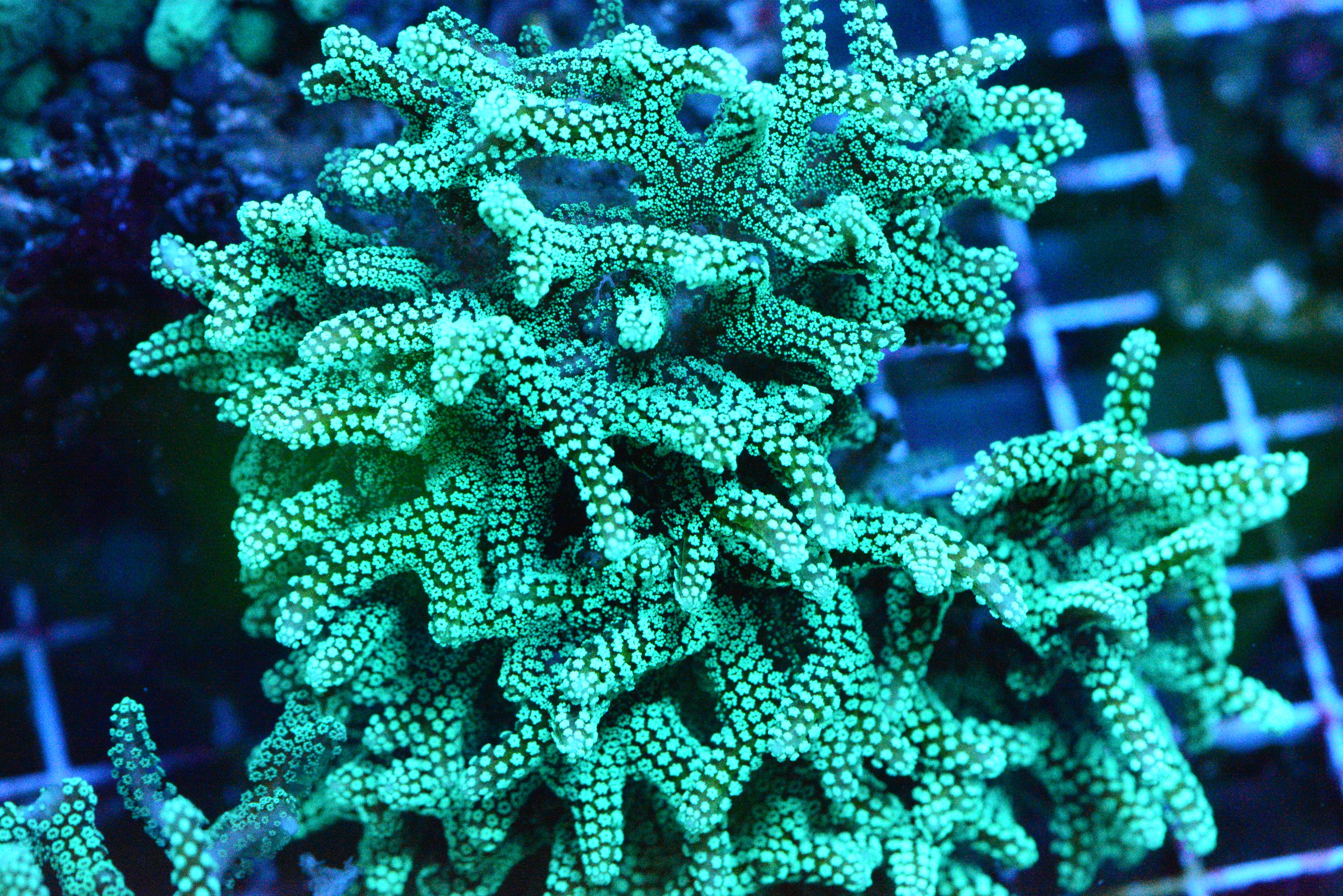 Ultra Green Birdsnest Frag