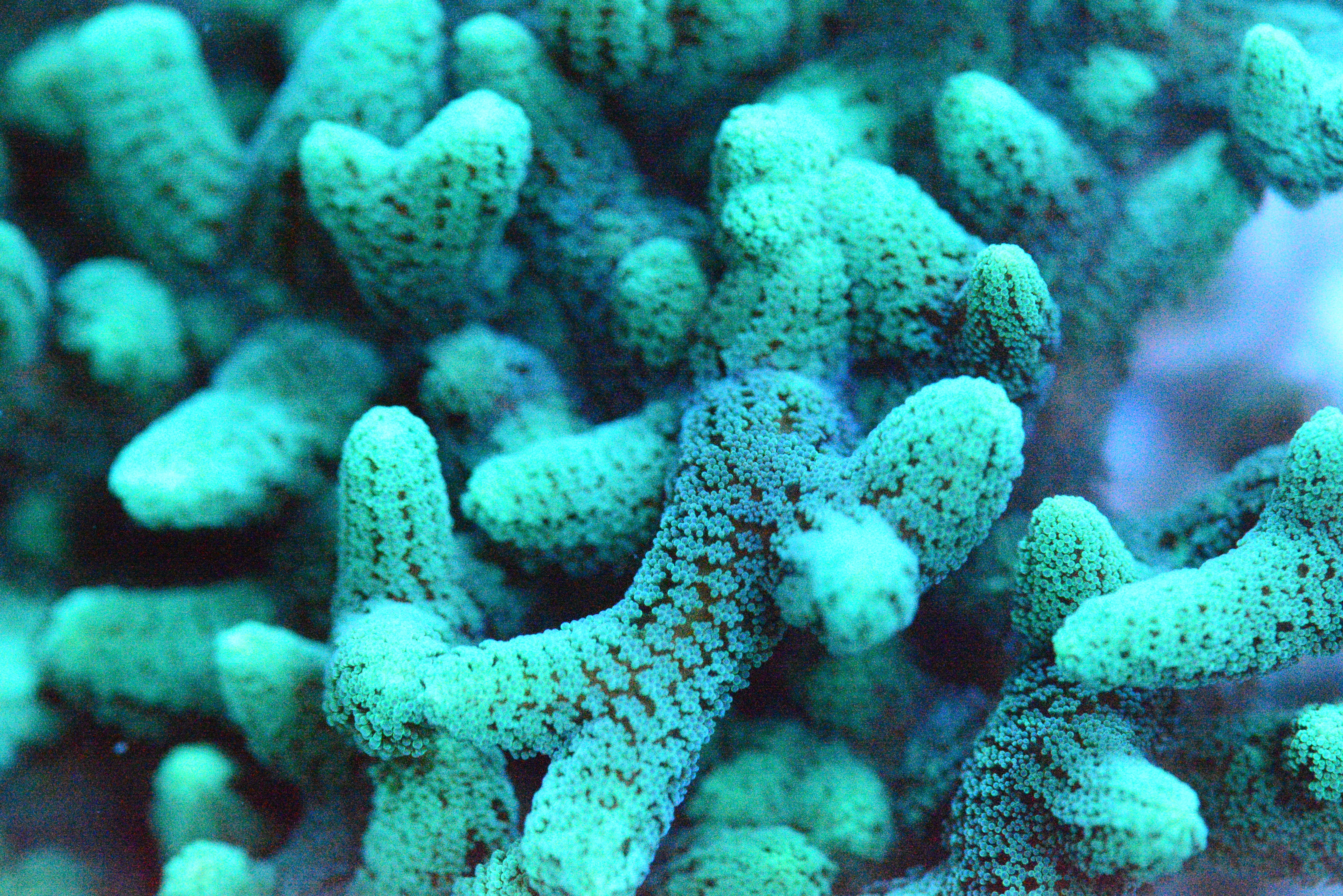 Green Tip Orange Birdsnest Frag