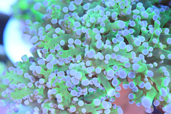 Branching Frogspawn Coral