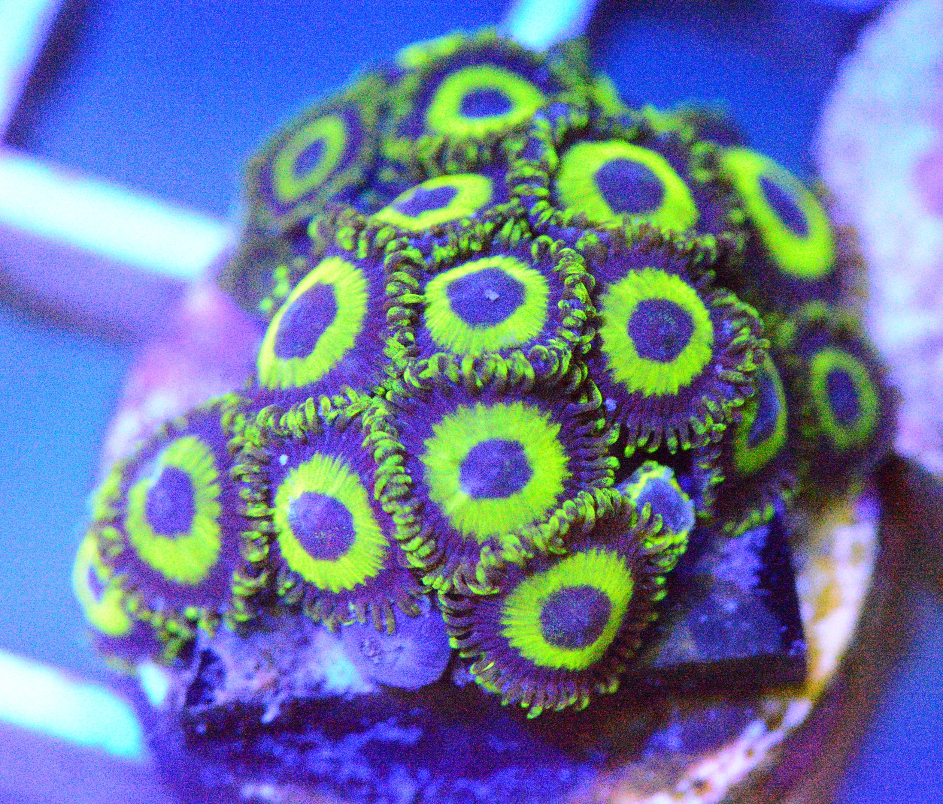 Zoa - LA Lakers Frag
