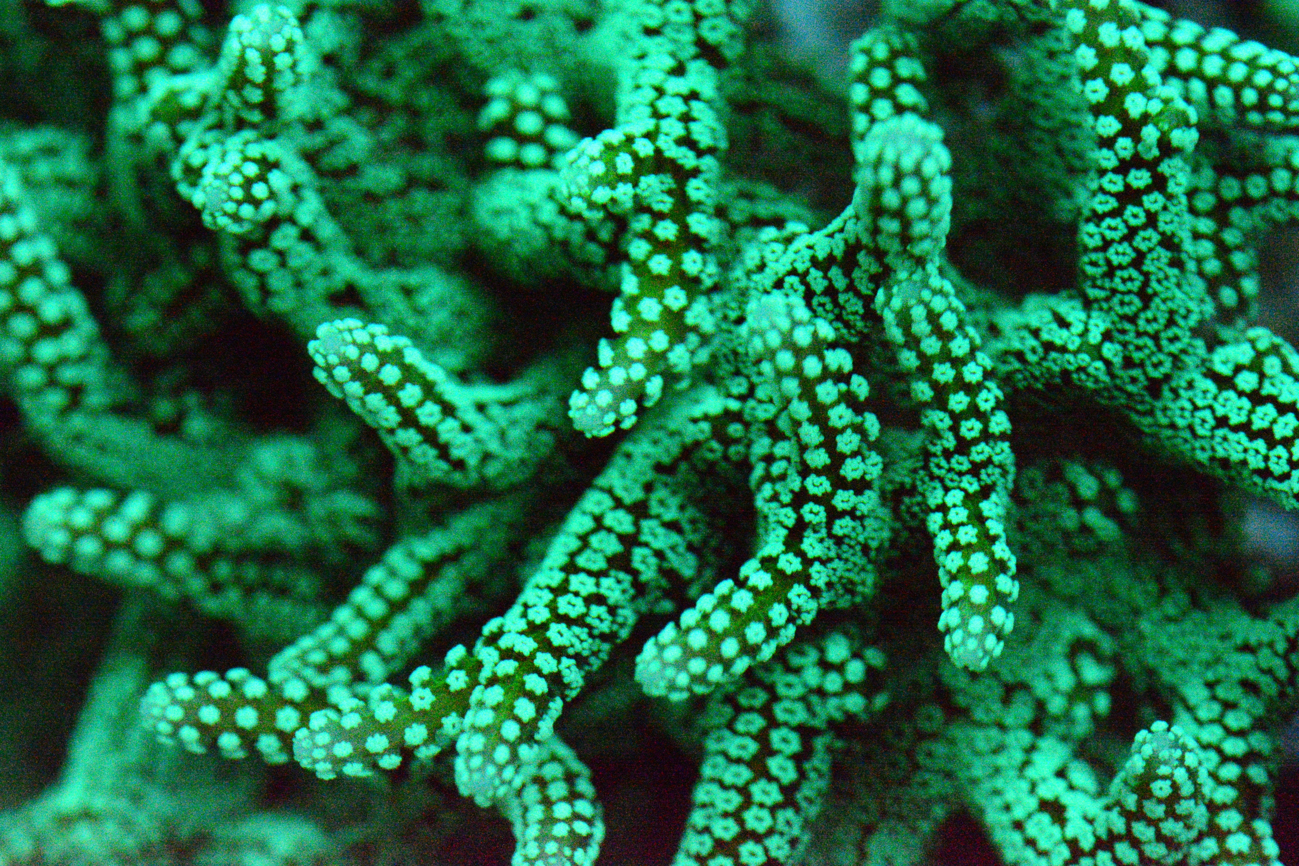 Ultra Green Birdsnest Frag