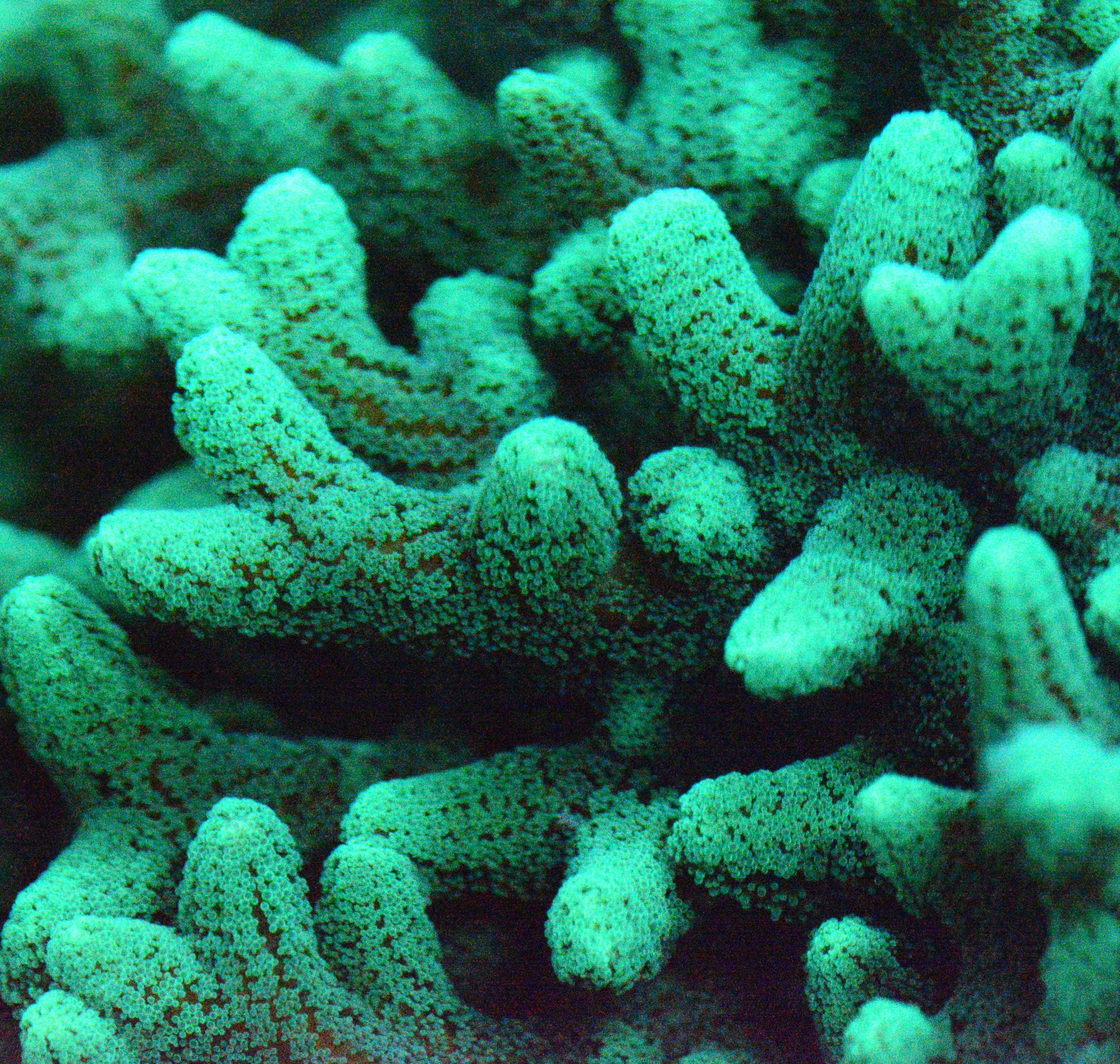 Green Tip Orange Birdsnest Frag