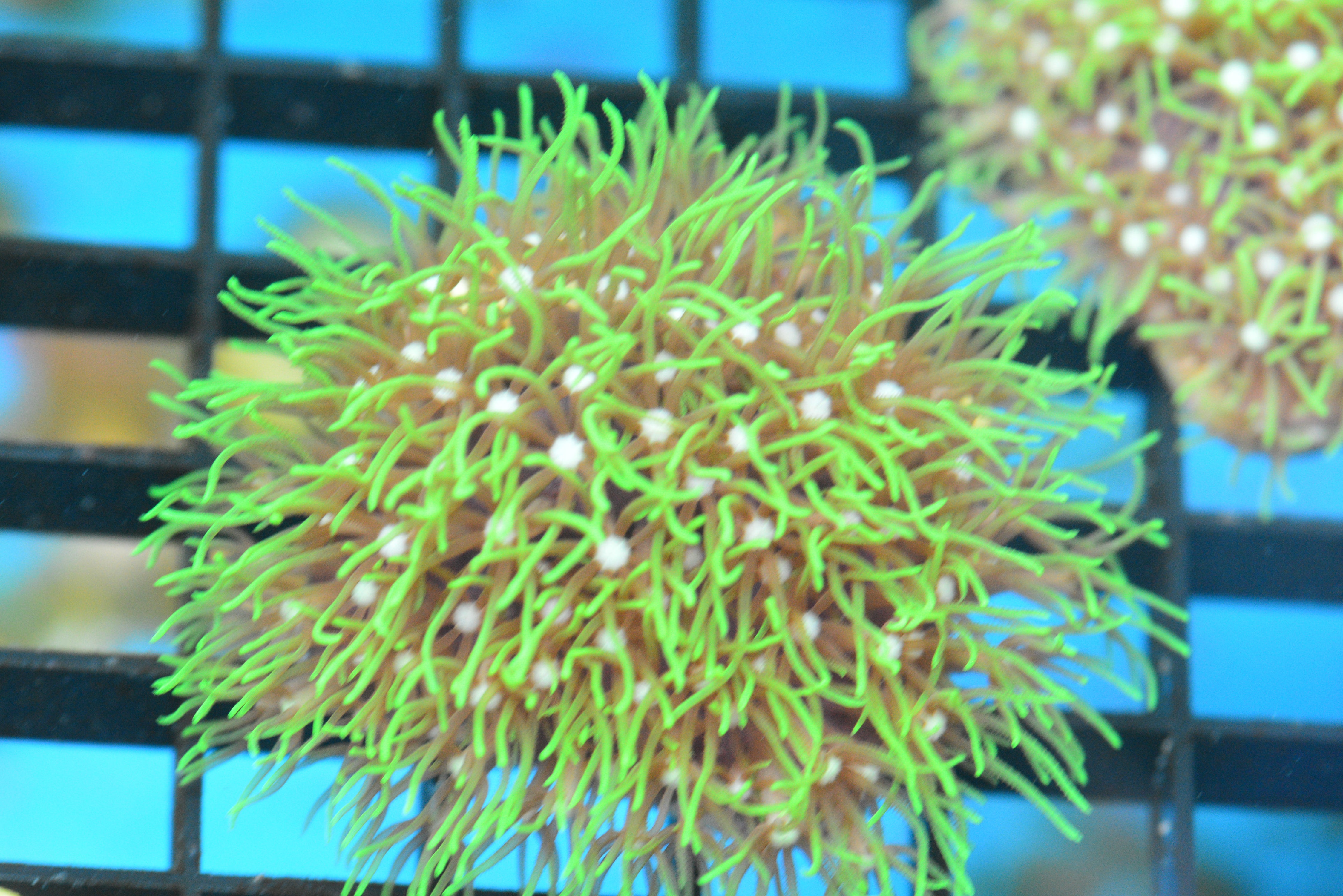 Green Star Polyps