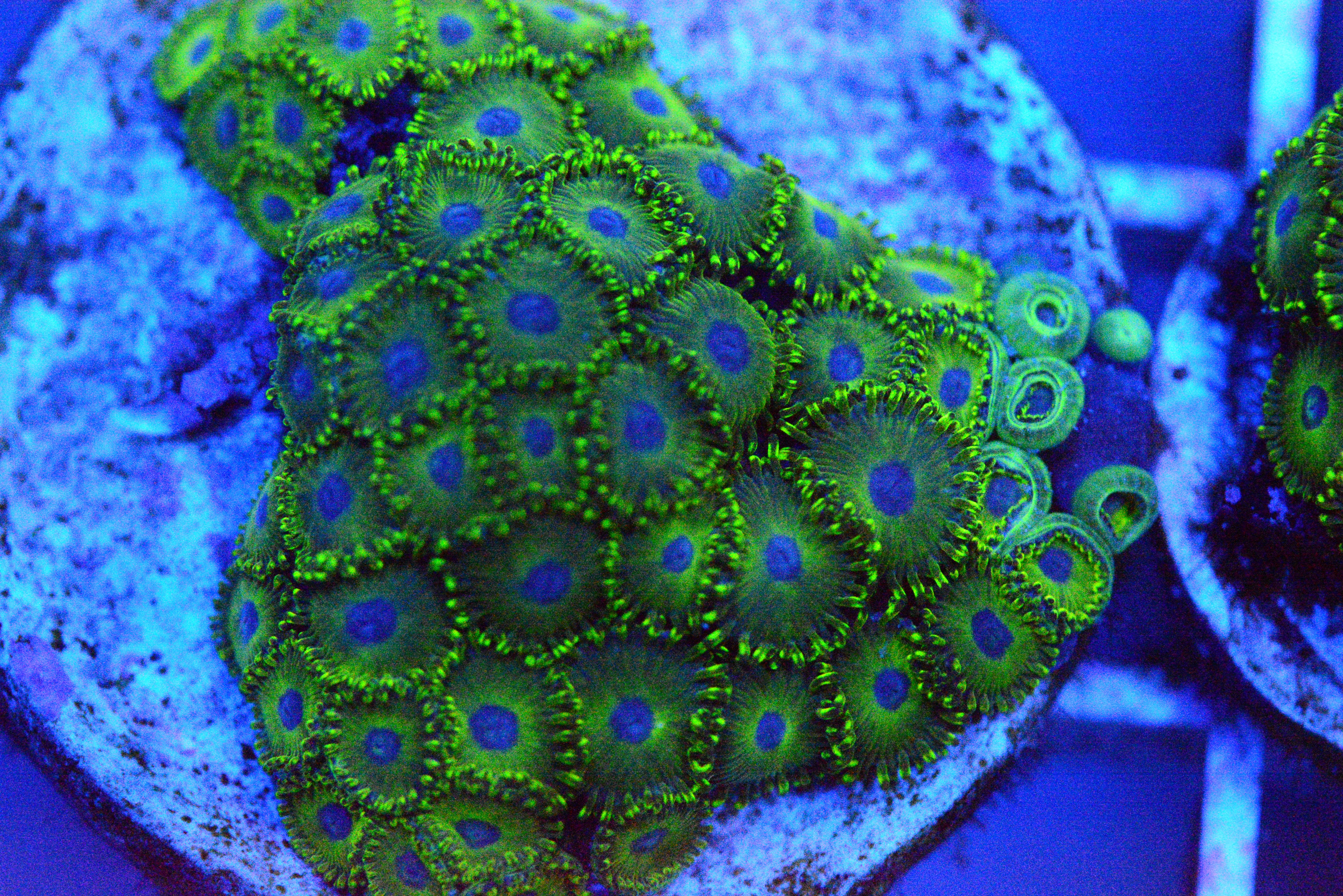 Zoa - AC's Bitcoin Zoa