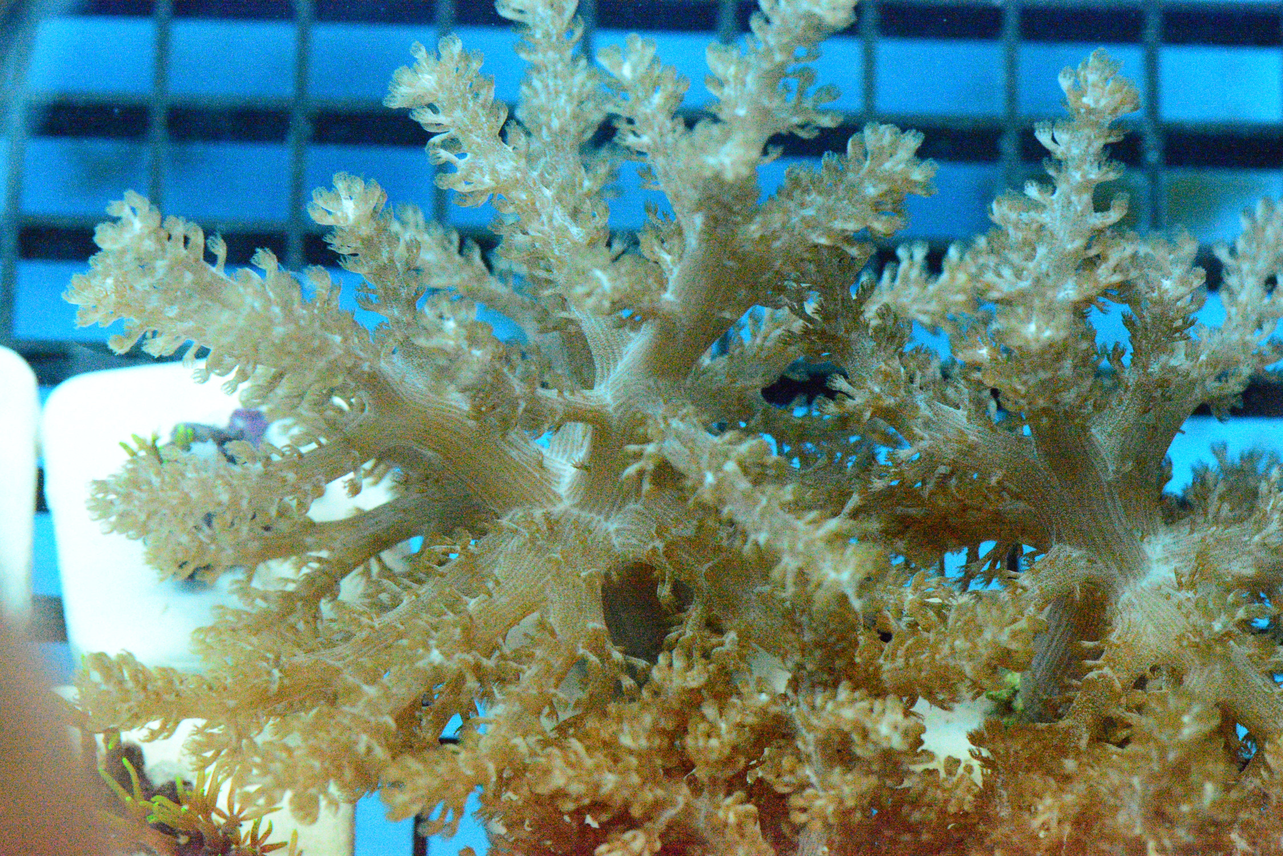 Kenya Tree Frag