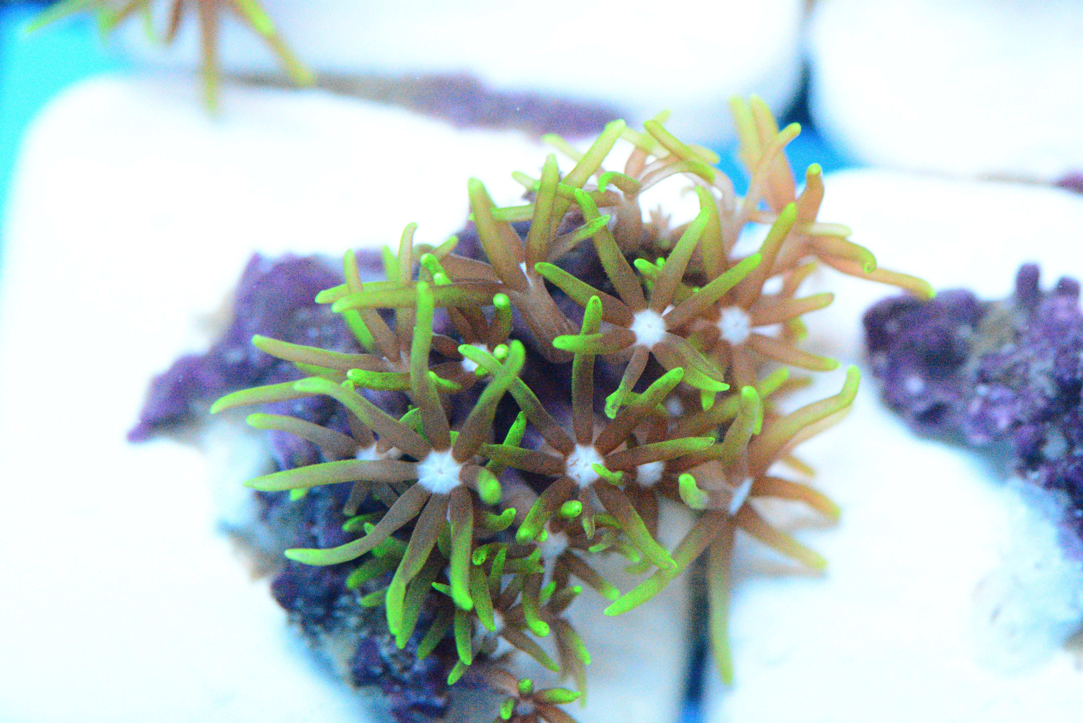Green Star Polyps