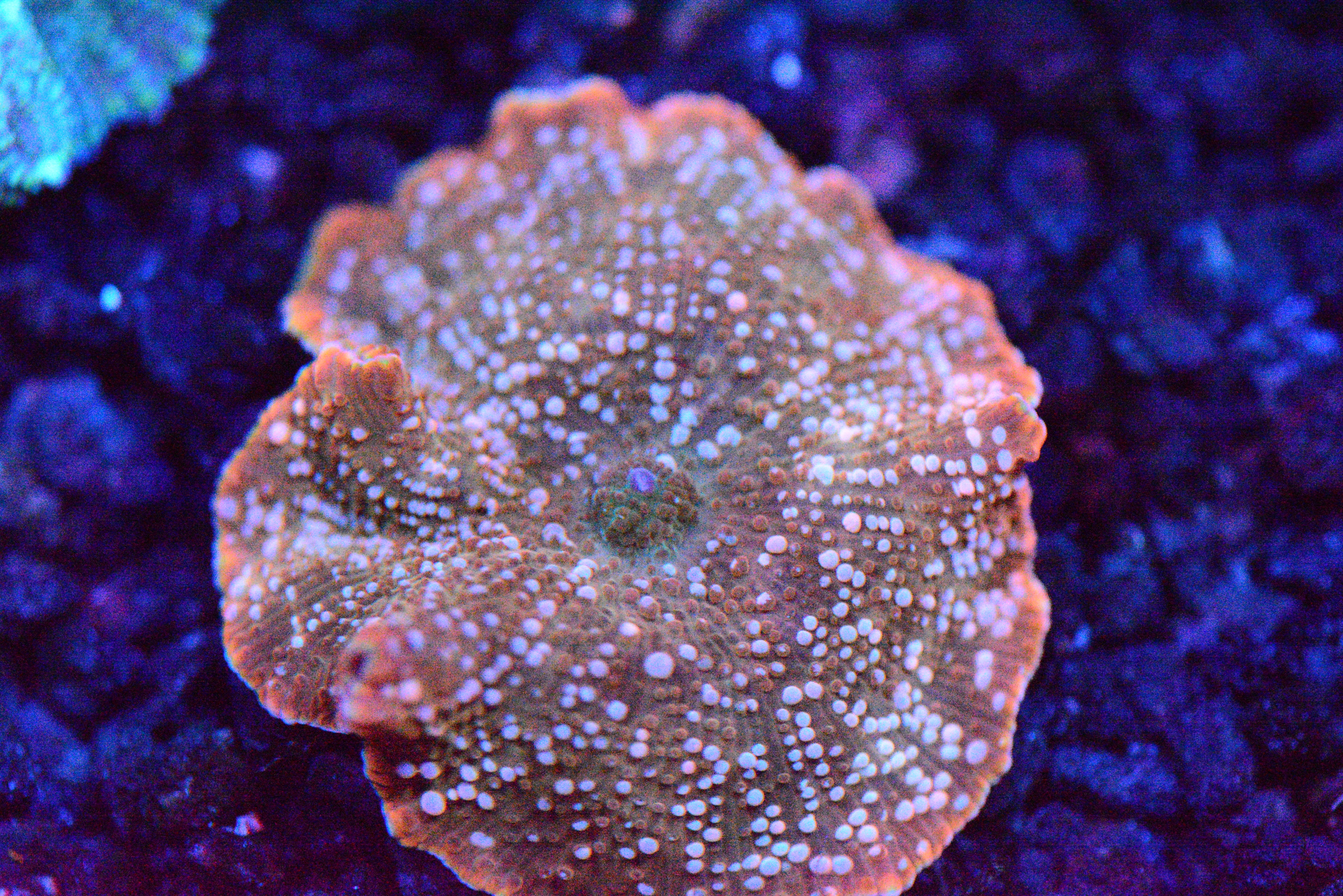 Speckled Orange Discosoma