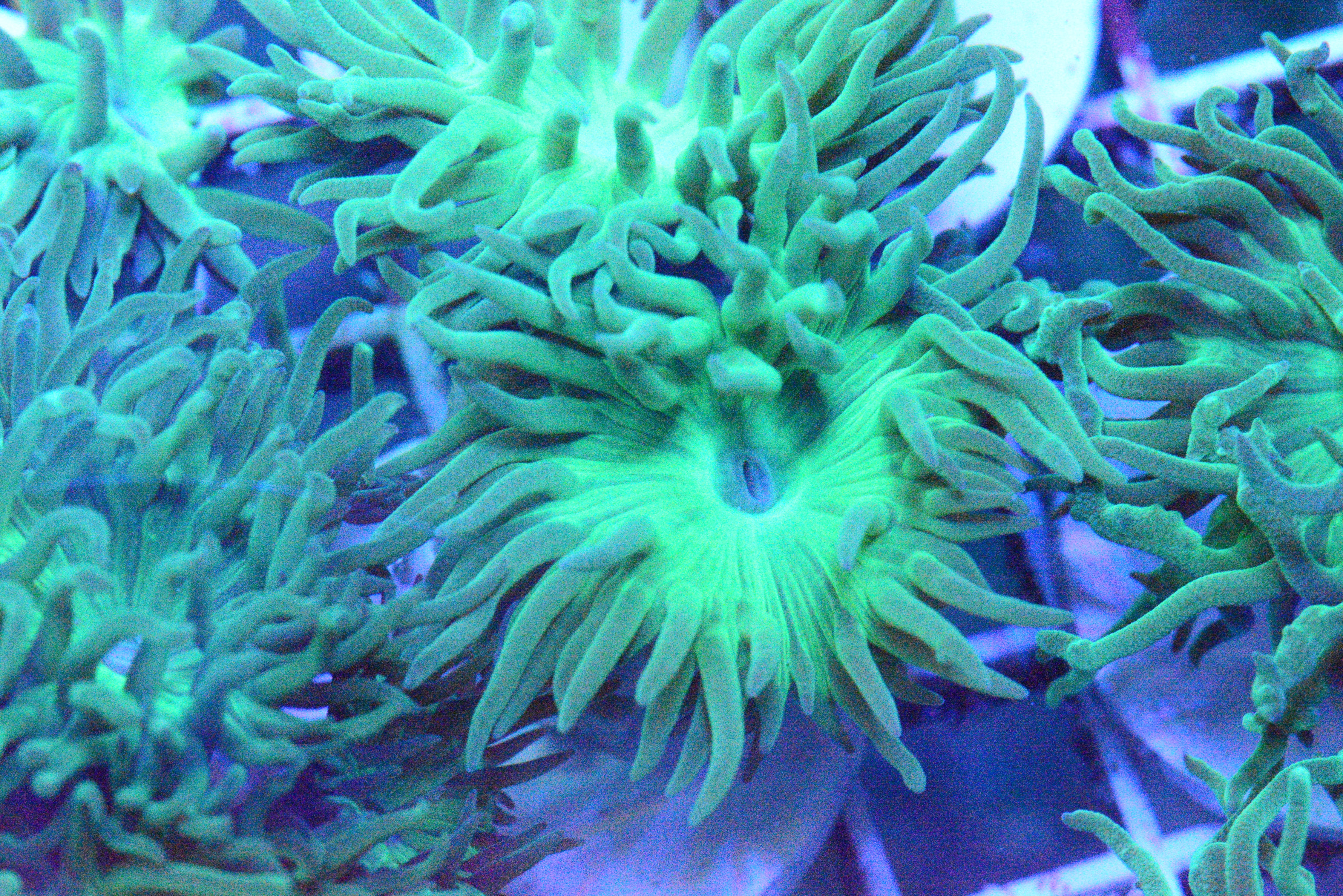 Green Duncan - Frag