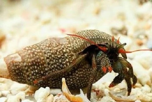Red Leg Hermit