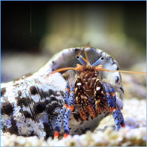 Inverts / Cleaners