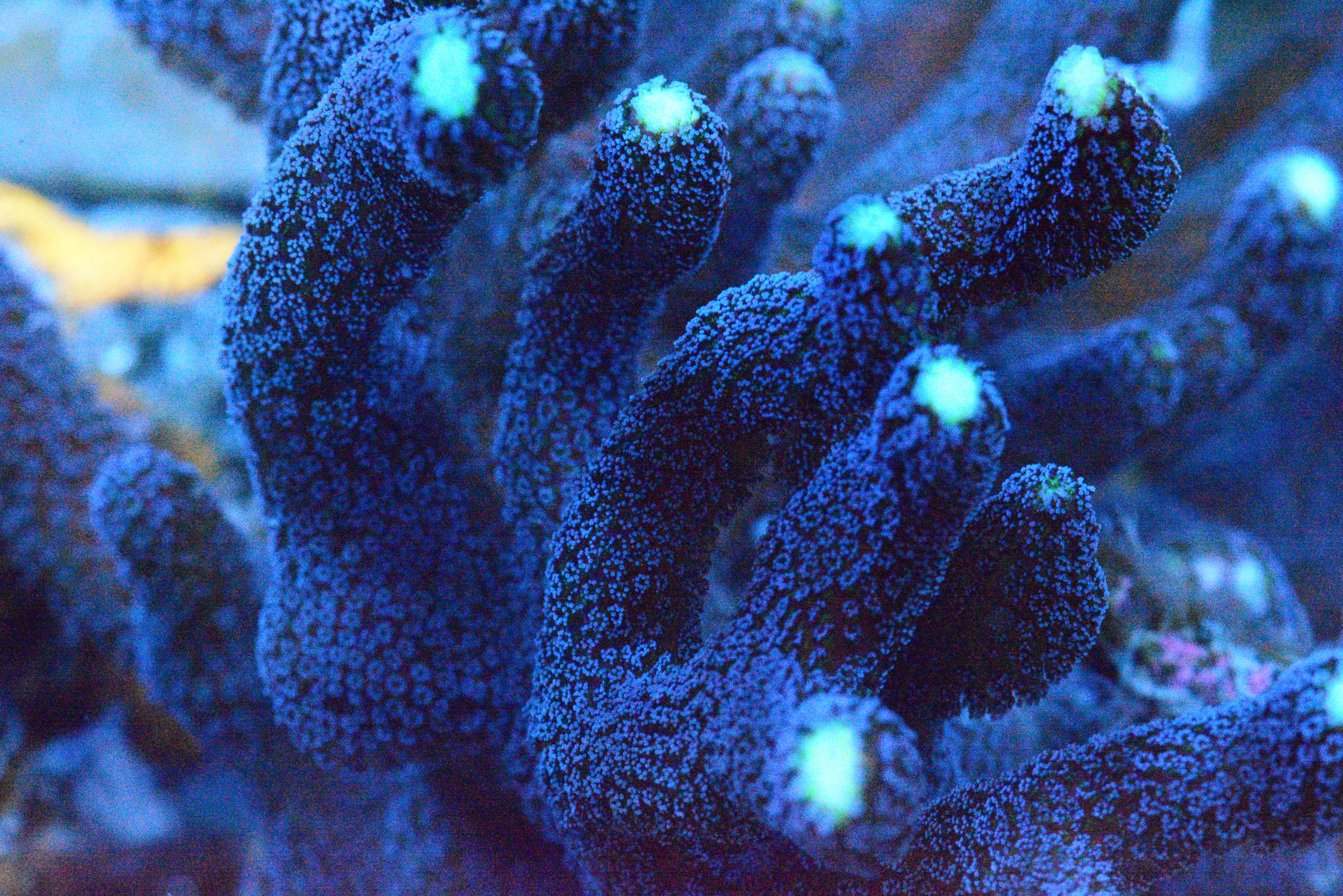 SPS