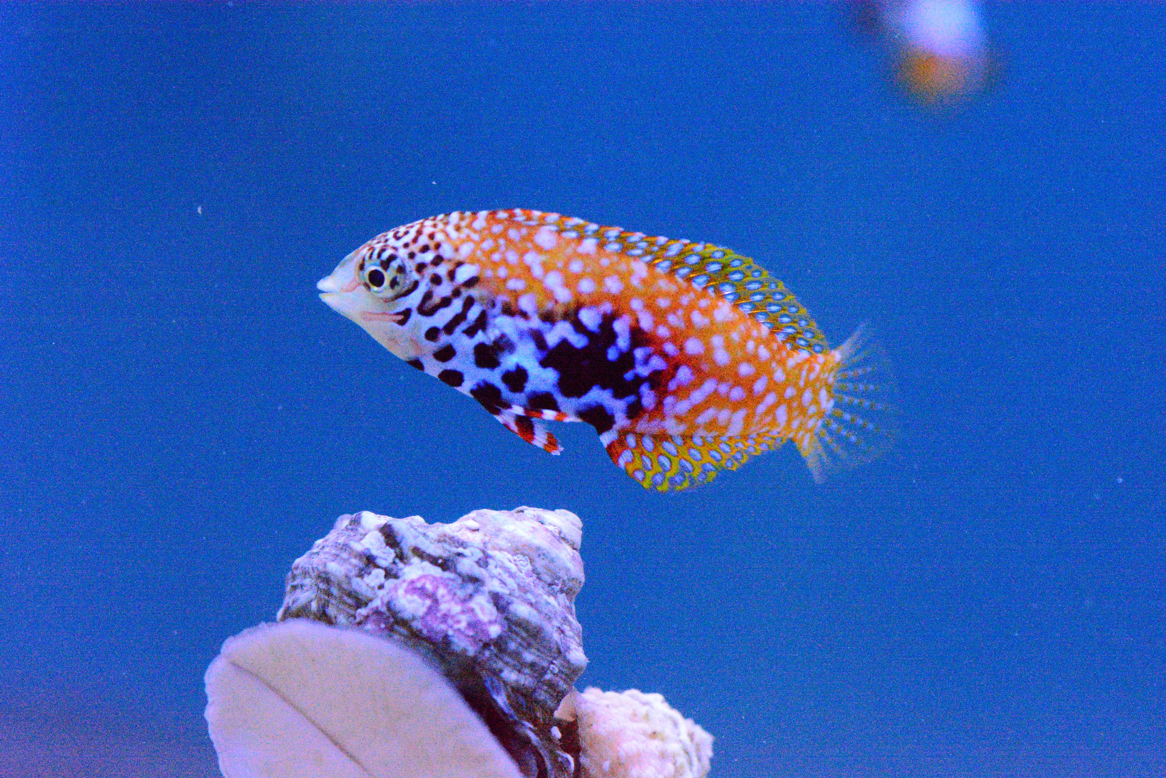 Wrasses