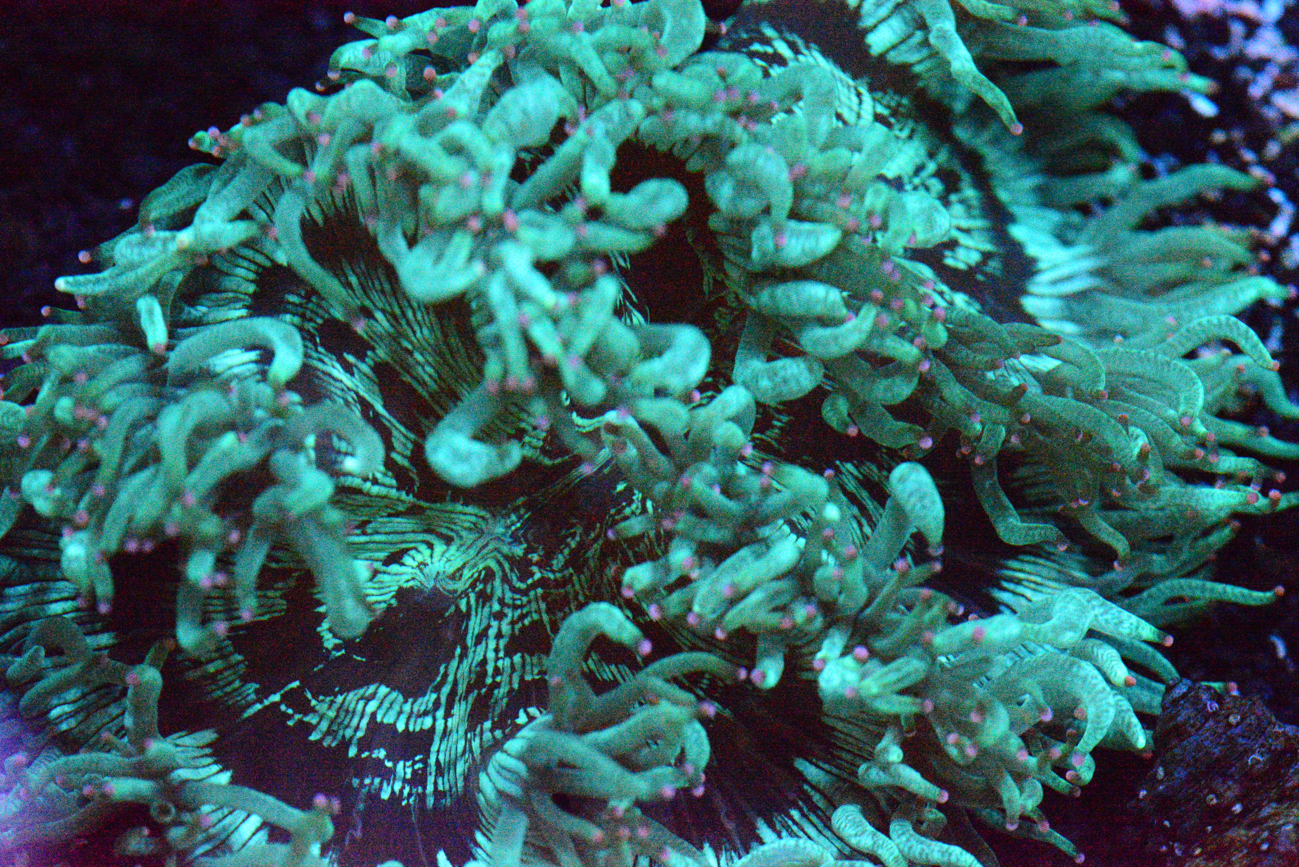 Corals