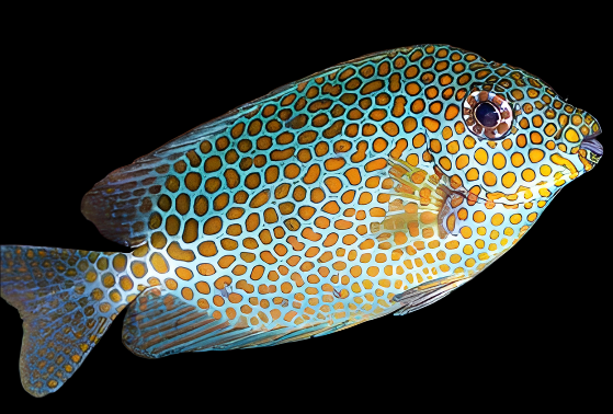 Misc. Fish – Aquatic Cove