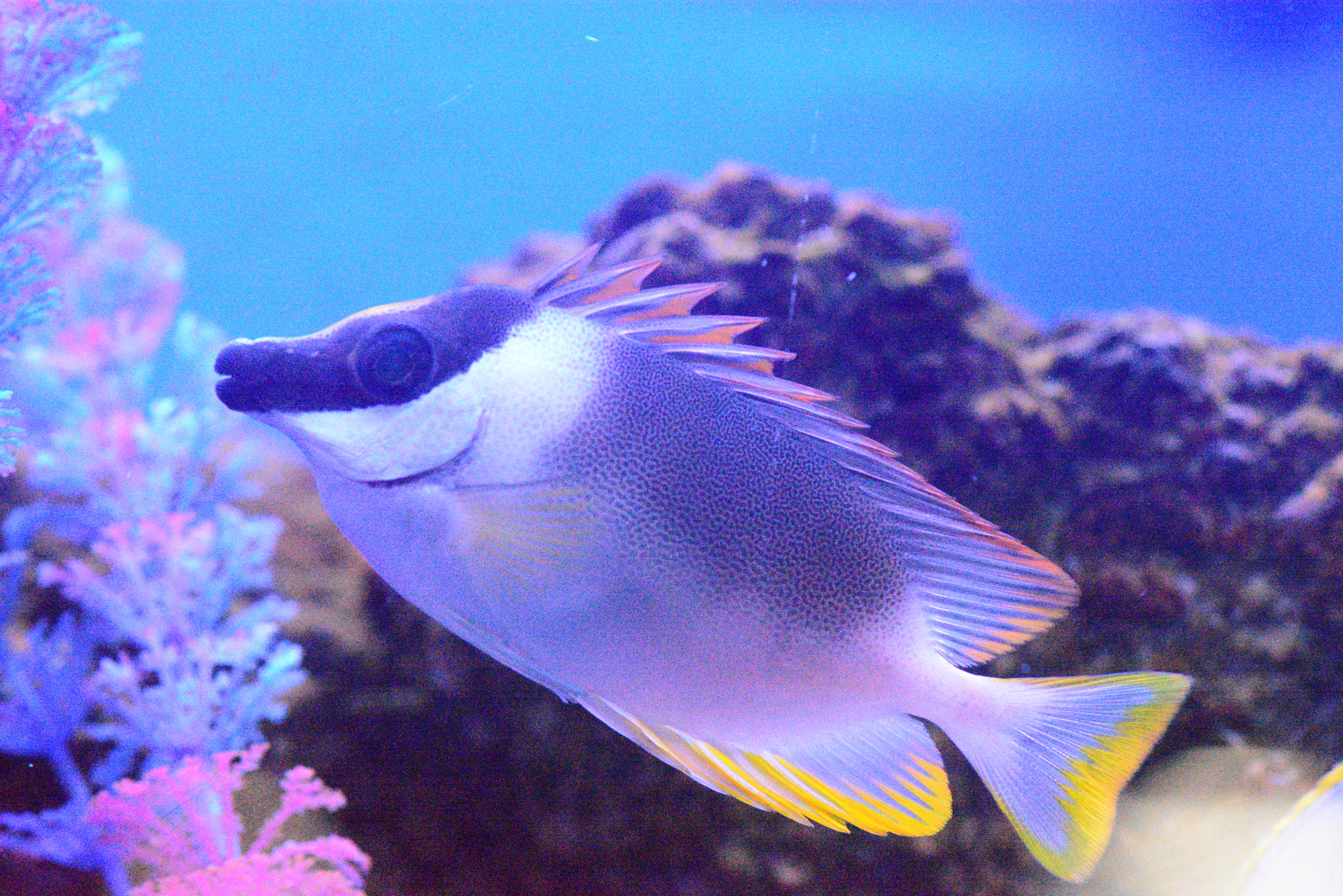 Saltwater Fish