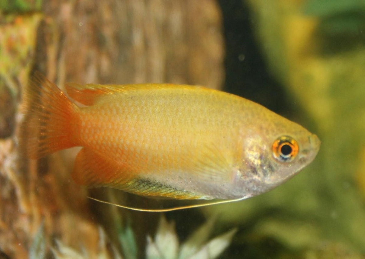 Honey Golden Dwarf Gouramis