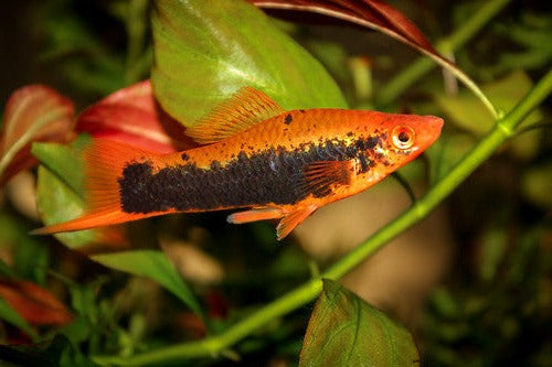 Velvet Tuxedo Swordtail