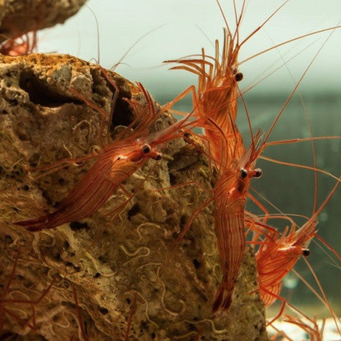 Peppermint Shrimp