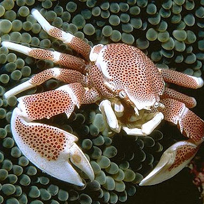 Anemone Crab