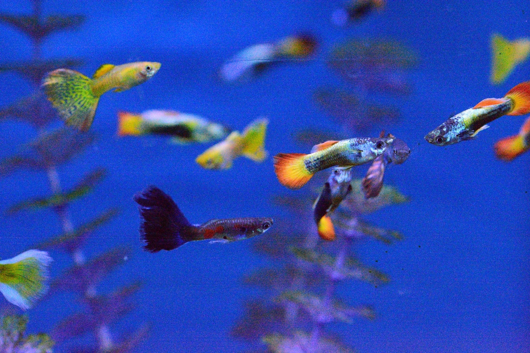 Assorted Fancy Guppy Male