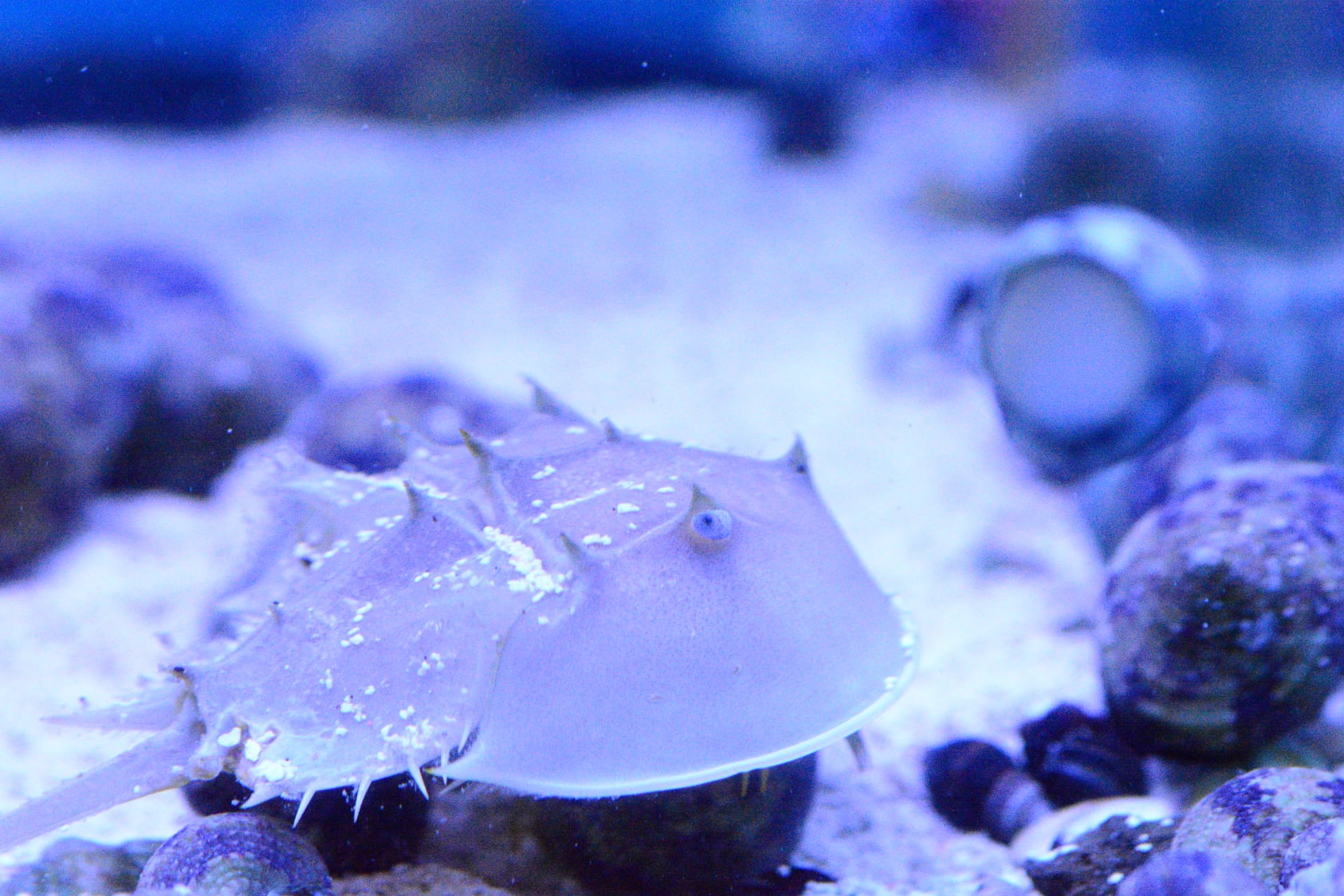Horseshoe Crab