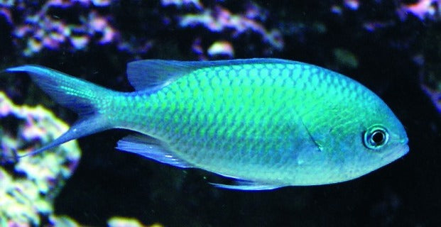 Green Chromis