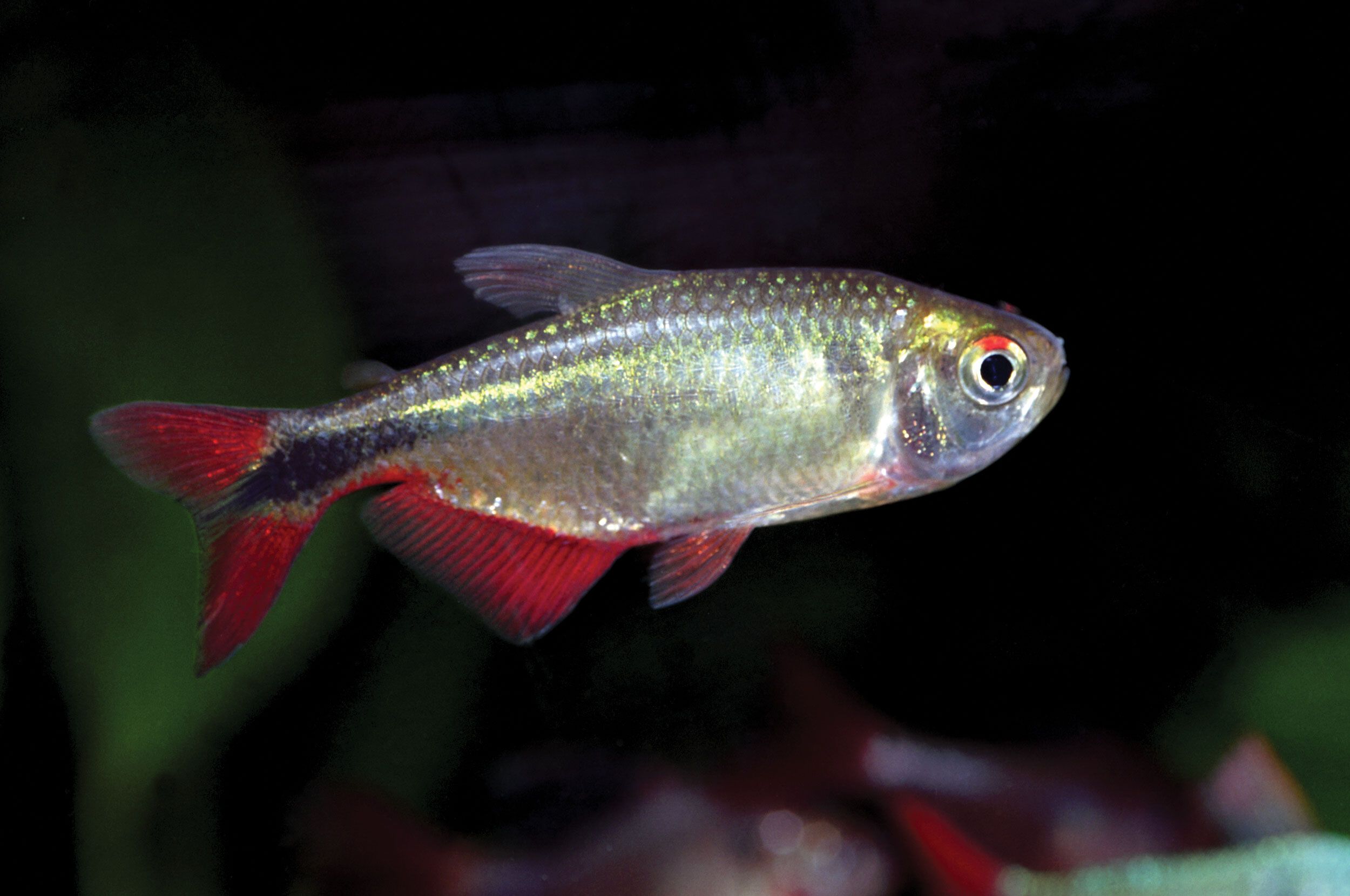 Nano Fish – Aquatic Cove