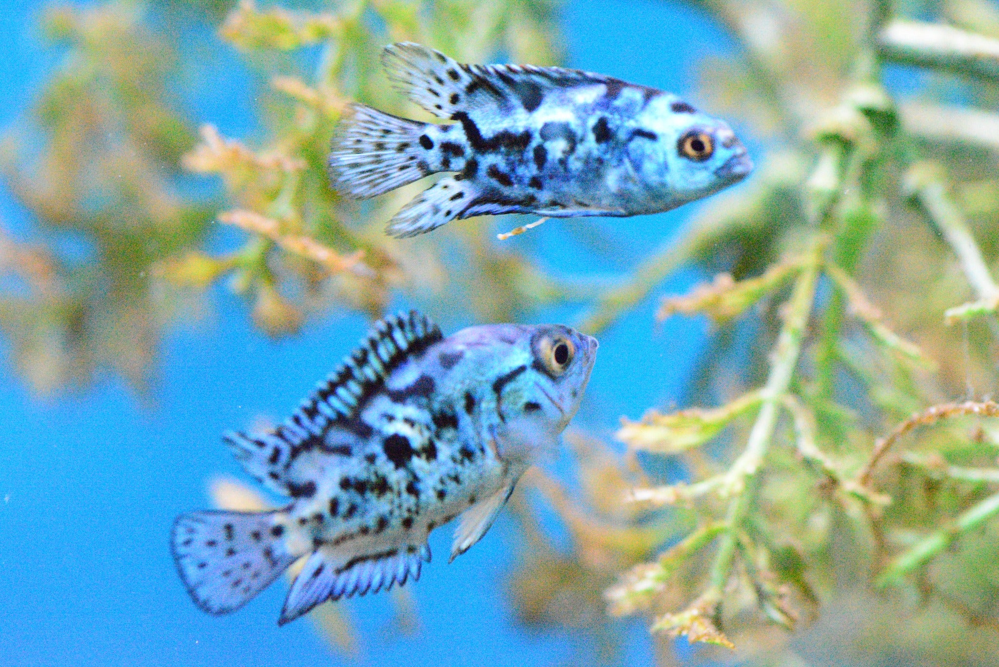 Electric Blue Jack Dempsey