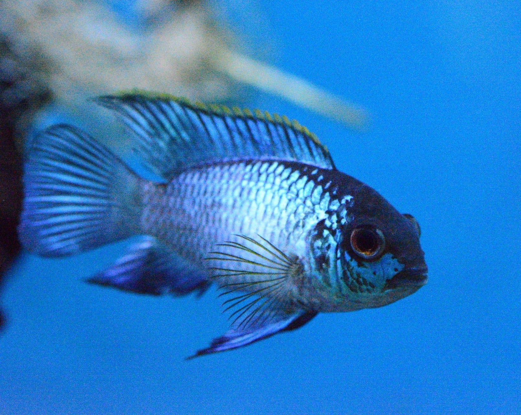 Electric Blue Acara