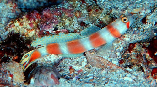 Pinkbar Goby