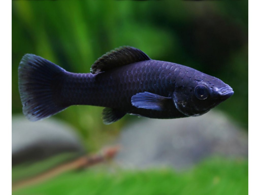 Black Molly SW