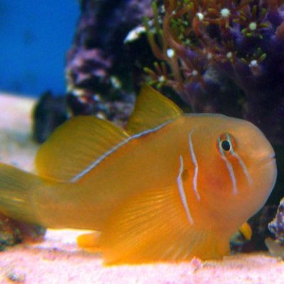 Citron Goby